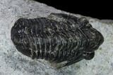 Two Detailed Gerastos Trilobite Fossils - Morocco #164740-3